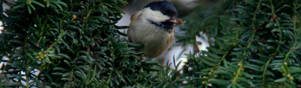 Yorkshire Museum Big Garden Bird Watch –  The Results Are In!
