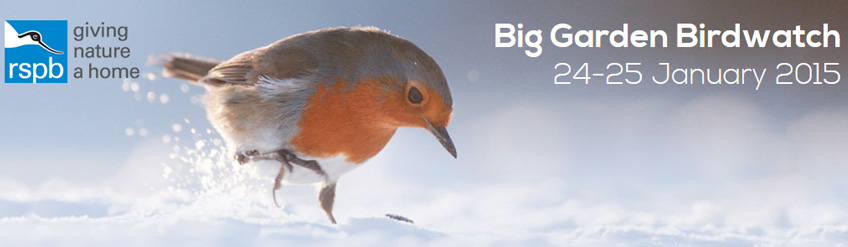 RSPB Great Garden Birdwatch at the York Museum Gardens