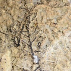 Beige rock with grey plant fossilised onto it