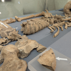 Roman skeleton with lion bitemark